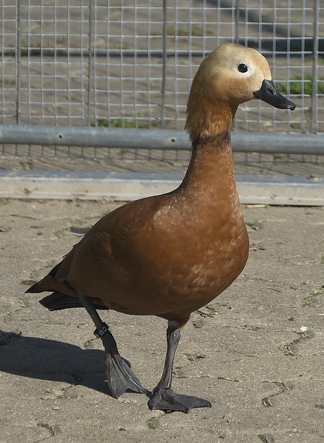 上海上港